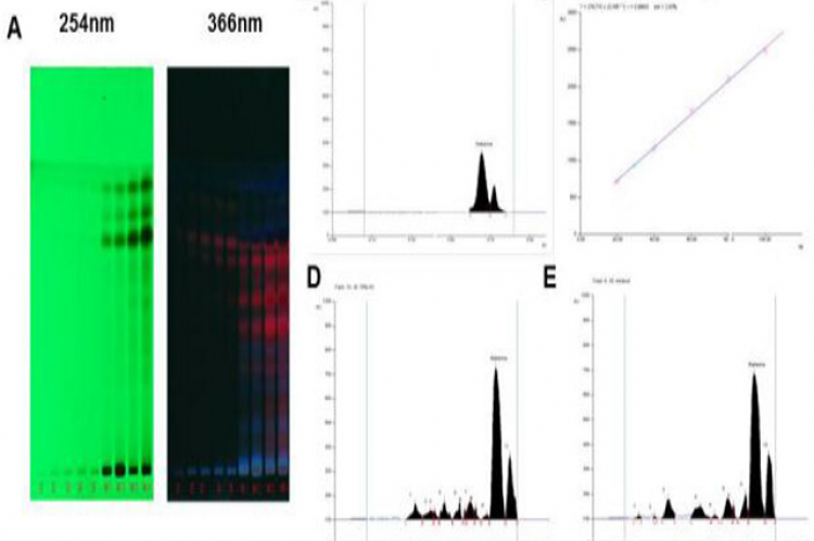 HPTLC chromatogram of Mahanine in 70% HA and alkaloidal extracts of Murraya koenigii