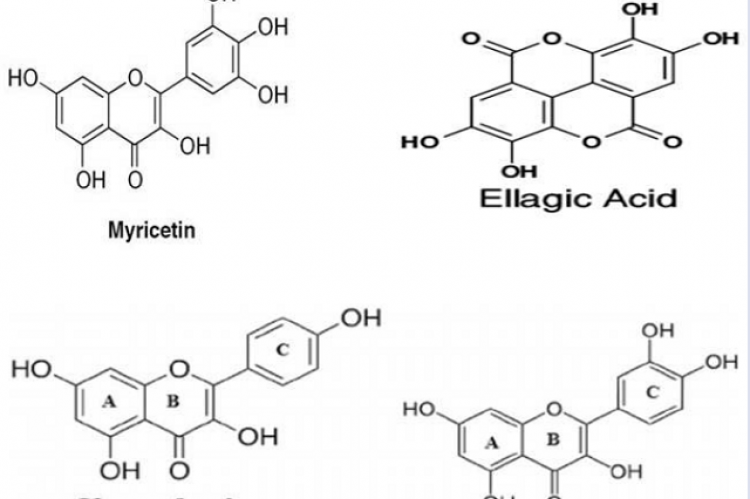 Chemical structures of the important bioactive molecules from Epilobium angustifolium.