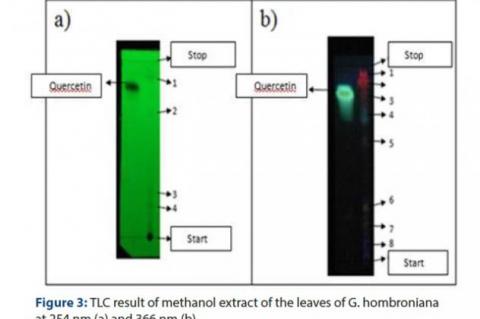 TLC result of methanol extract of the leaves of G. hombroniana at 254 nm