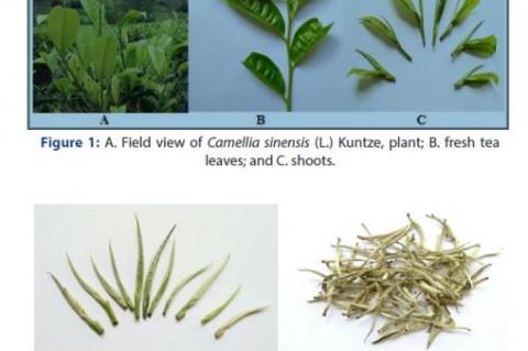 White Tea Leaf (C. sinensis)
