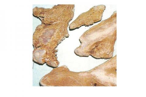 Dried rhizome of Zingiber officinale