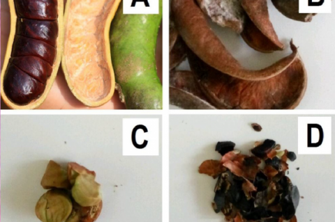 A) Fruits, B) Fruit shells, C) Seeds, D) Seed shells of Archidendron bubalinum.