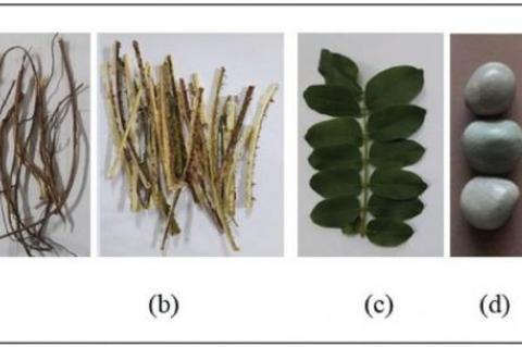 Caesalpinia bonduc (L.) Roxb (a) root; (b) stem; (c) leaf; (d) seed; (e) seed kernel