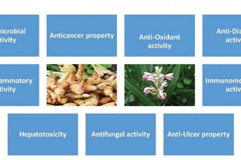 Several pharmacological properties of Alpinia galanga