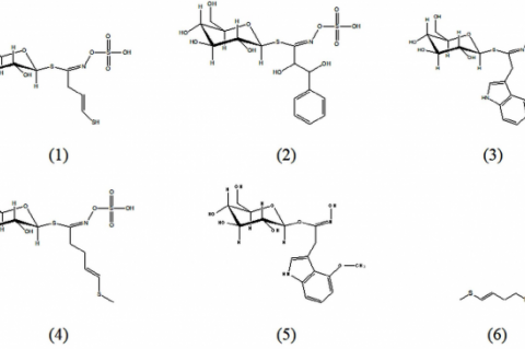 Chemical constituents found in R. sativus cultivars: sinigrin (1), 1,2-dihydroxy-2-phenylethylglucosinolate (2), 4 – hydroxyglucobrassicin (3), glucoraphasatin (4), 4-methoxyglucobrassicin (5), 4-methylthio-3-butenyl isothiocyanate (6).