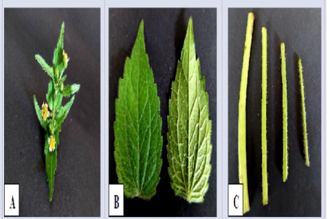 Plant parts. A. Flower; B.(Left) Adaxial leaf side, (Right) Abaxial leaf side; C. Left-Right: Mature to young stem.