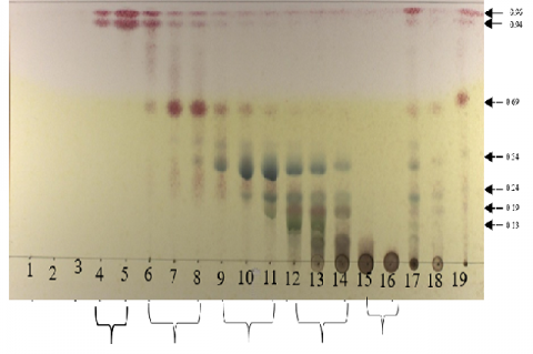 Chromatogram profile of S. arvensis L. ethyl acetate fractions by thin layer chromatography