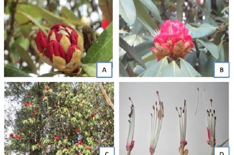 Morphological characteristics of R. arboreum (A, B: Flower; C: Tree, D: Reproductive organs of flower).