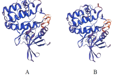 3D Structure of CAMKK2 A. mutation T85S and B. mutation A363S.