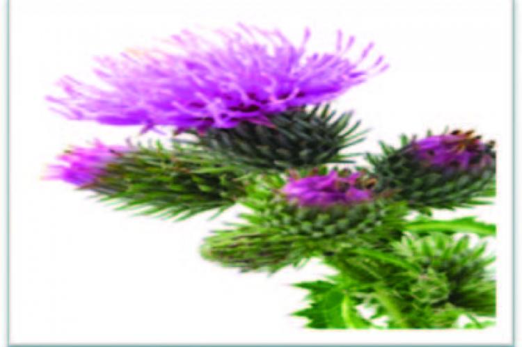 Milk thistle plant