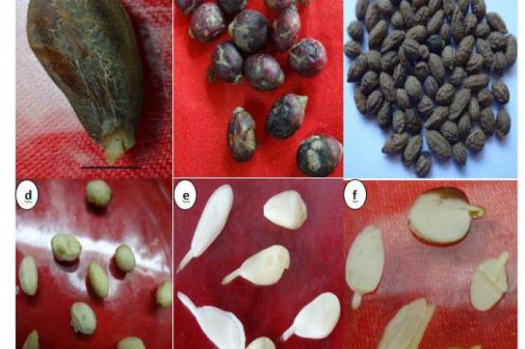 Seeds as Sources of Camptothecin