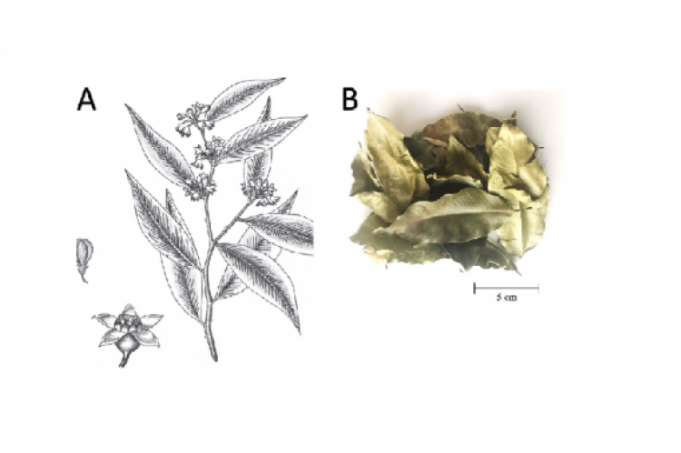 Macroscopic character of Aquilaria crassna A) Drawing of plant; 1 – a part of branch, 2 – flower, 3 – fruit and B) Crude drug (leaves).