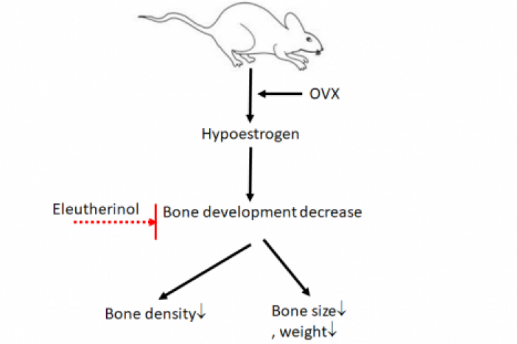 GRAPHICAL ABSTRACT