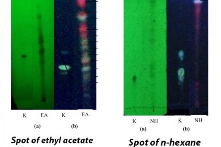 Spot of ethyl acetate extract AND n-hexane extract