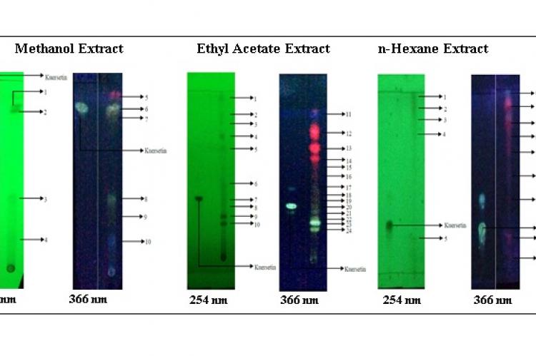 Chromatogram quercetin and Garciniakydia Roxb leaves extract.