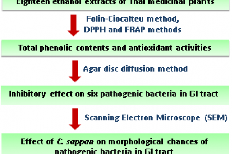 GRAPHICAL ABSTRACT