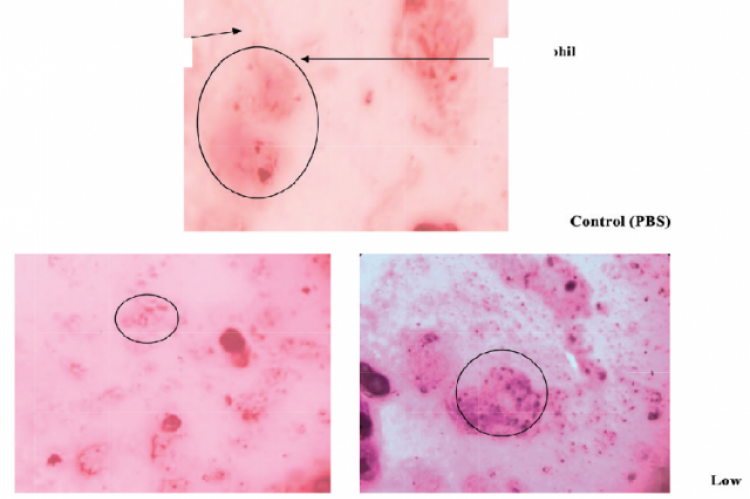 Candida cells, neutrophils, control (PBS), Low dose (5 mg/ ml) of Boerhavia erecta High dose (10 mg/ml) of Boerhavia erecta.