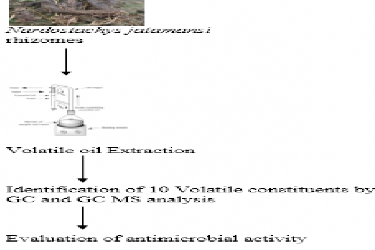 GRAPHICAL ABSTRACT