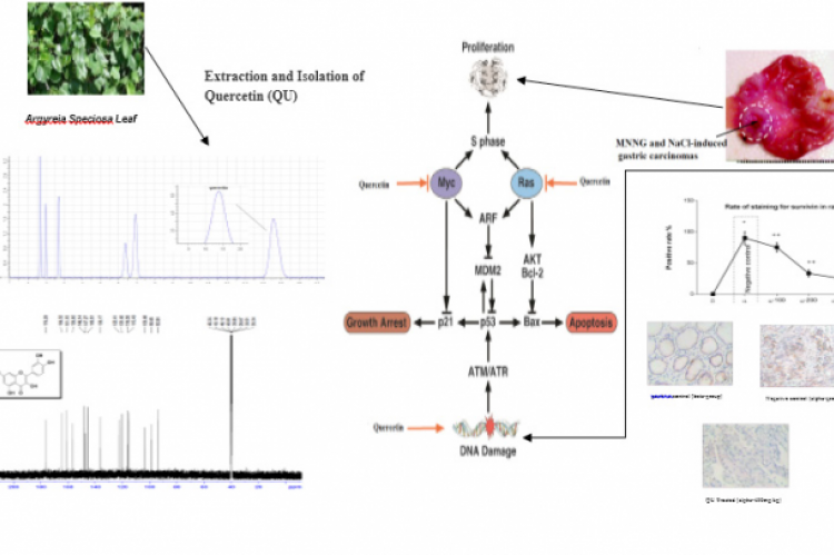 GRAPHICAL ABSTRACT