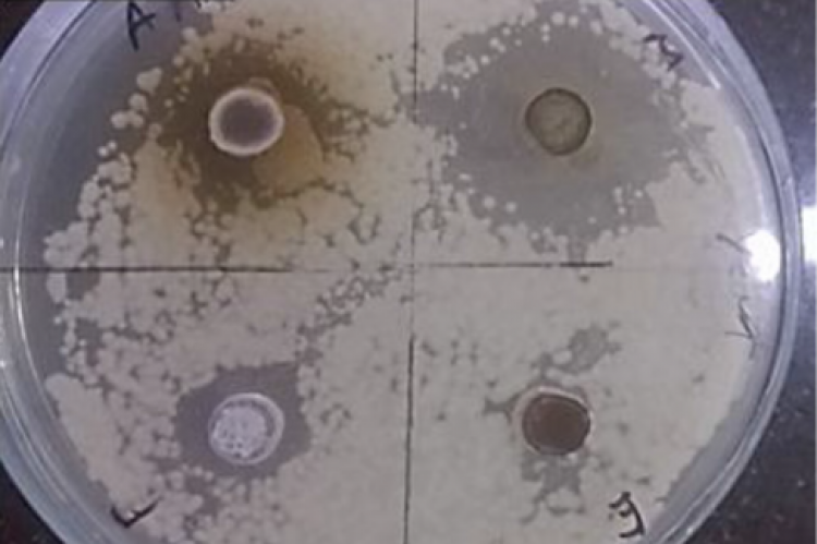 zone of inhibition for the different extracts, against Saccharomyces cerevisiae.