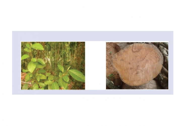 Habit of A. hirsutus Lam. 1B: Cross cut of the stem wood of A. hirsutus Lam
