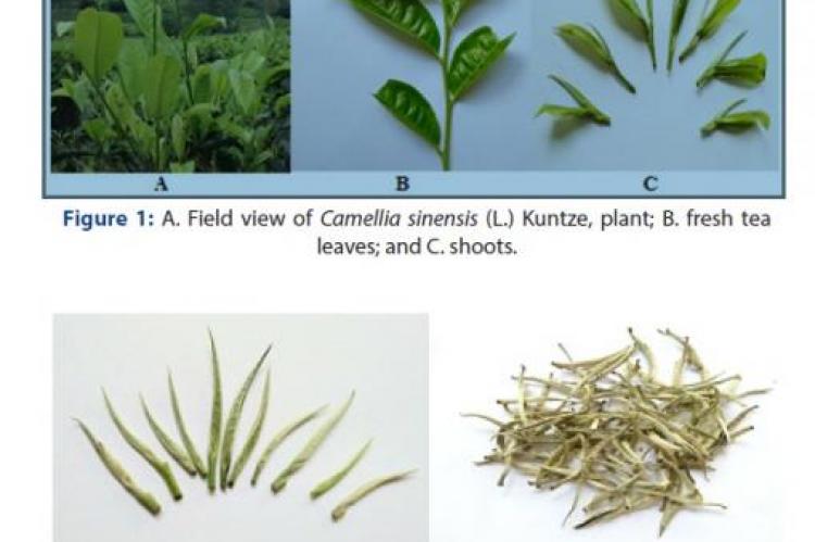 White Tea Leaf (C. sinensis)