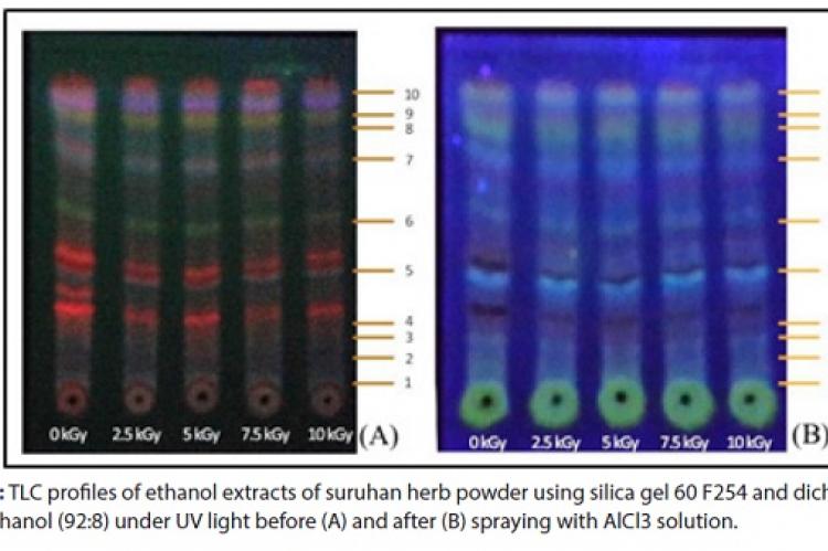 TLC profiles of ethanol extracts of suruhan herb powder