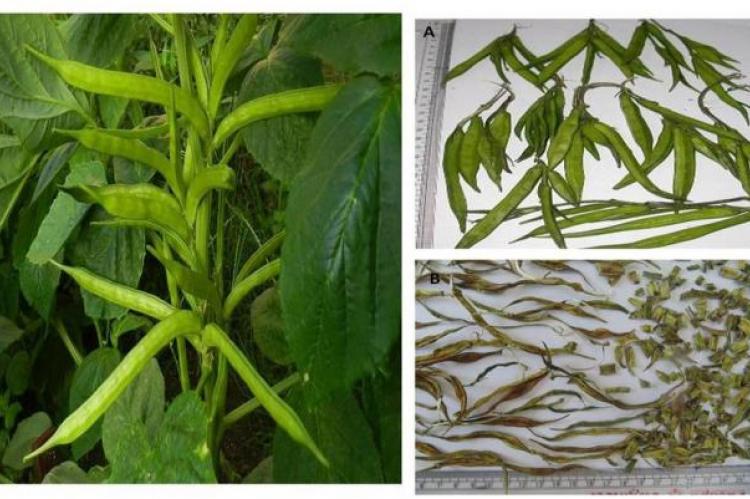 Fresh Plant of Cyamopsis tetragonoloba with pods; A-fresh pods, B-dried pods.