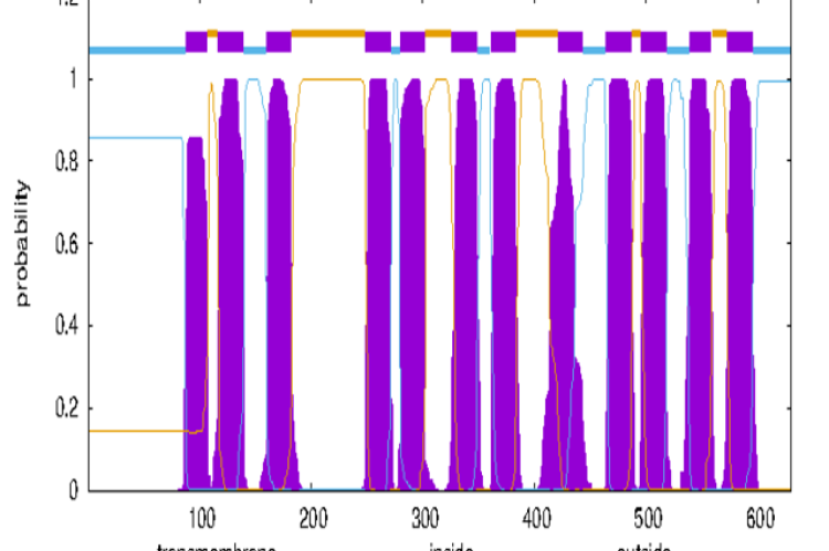 Prediction transmembrane of SERT using TMHMM.