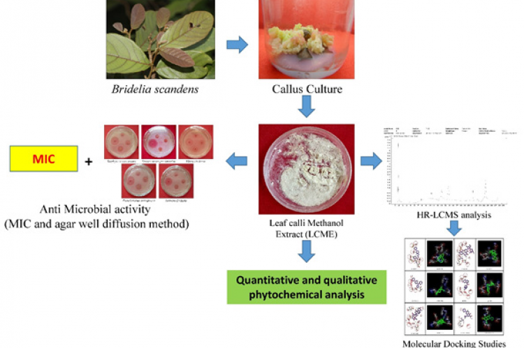 GRAPHICAL ABSTRACT