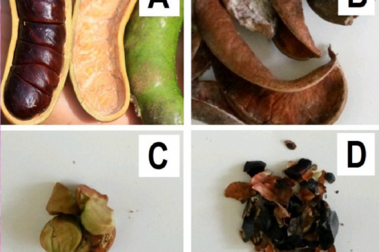 A) Fruits, B) Fruit shells, C) Seeds, D) Seed shells of Archidendron bubalinum.