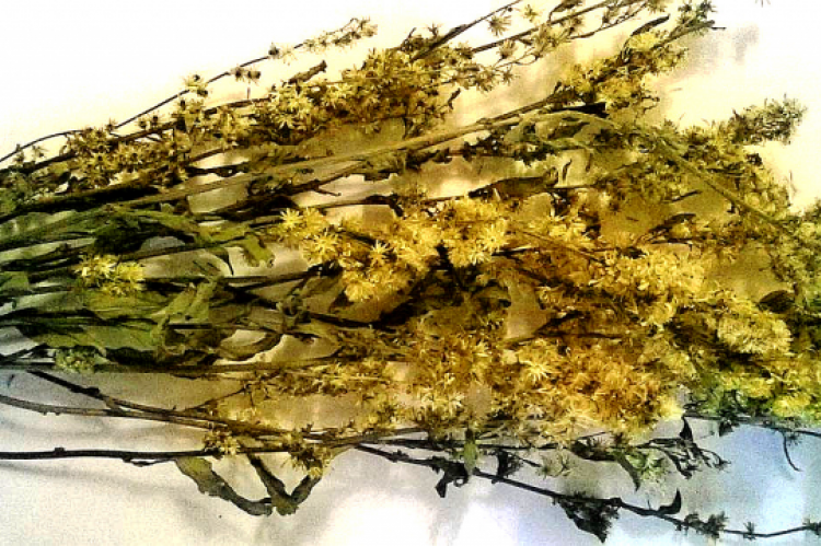 Solidago caucasica Kem.–Nath.