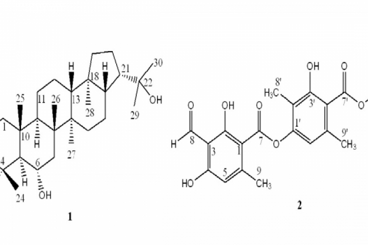 Chemical structures of zeorin (1) and atranorin (2).