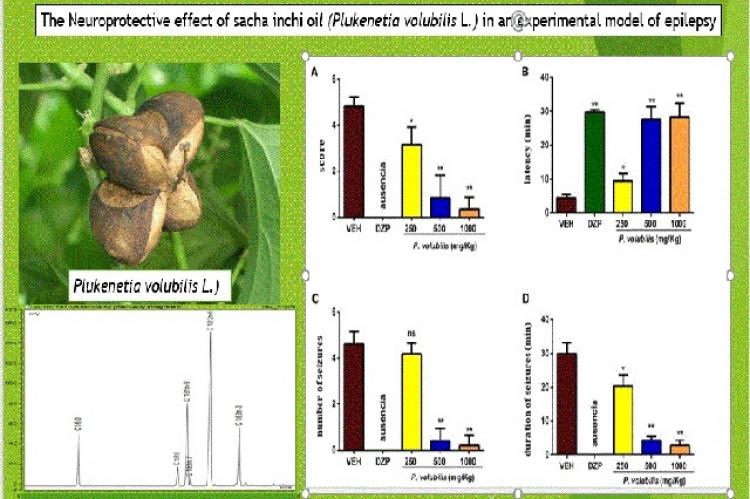 Effects of C. fistula pod extract on HbA1c in STZ induced diabetic rats