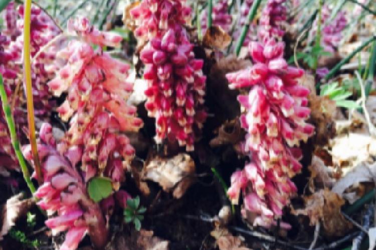 The common toothwort in bloom stage