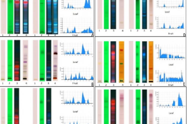 Relationship between concentrations of vitamin C and percentage inhibition of DPPH