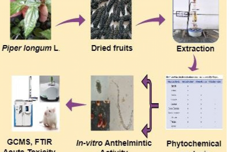 GRAPHICAL ABSTRACT