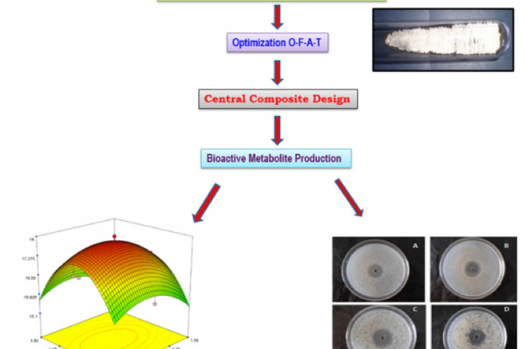 GRAPHICAL ABSTRACT