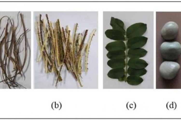 Caesalpinia bonduc (L.) Roxb (a) root; (b) stem; (c) leaf; (d) seed; (e) seed kernel