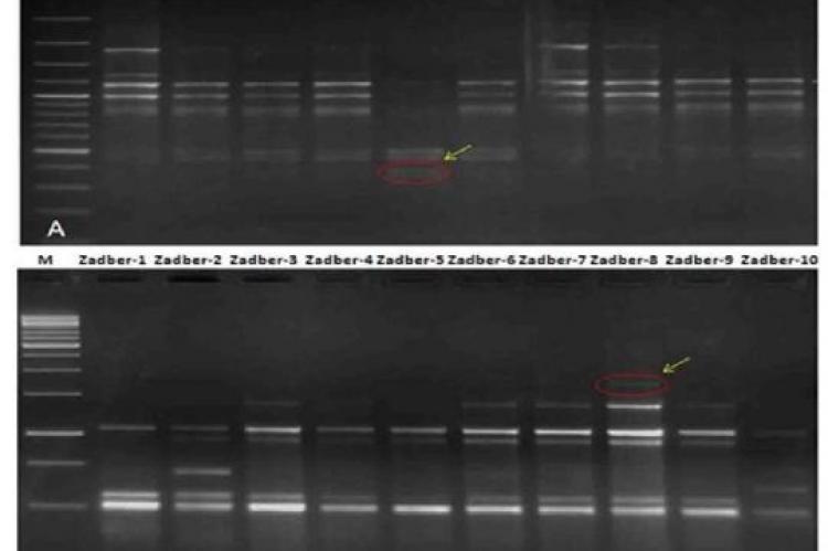 Gel profiles of the 10 Ziziphus nummularia accessions generated with the ISSR primers