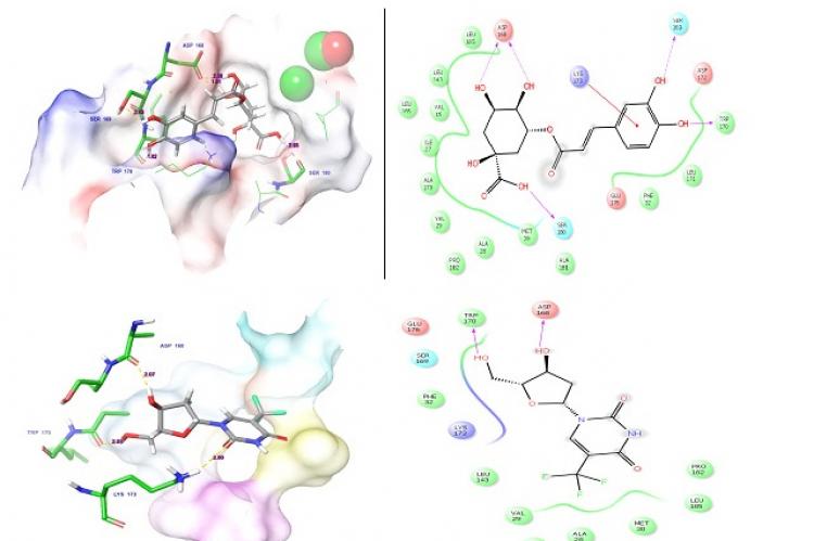 Docked complex of 1KDM and Chlorogenic acid and Docked complex of 1KDM and Trifluridine