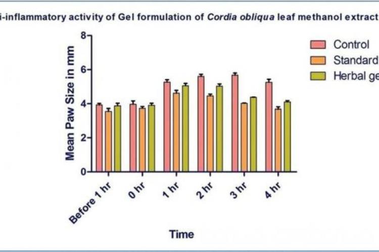 Anti-inflammatory activity study of Cordia obliqua topical gel.