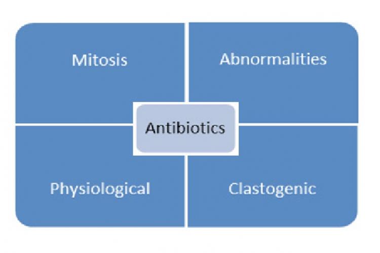 GRAPHICAL ABSTRACT