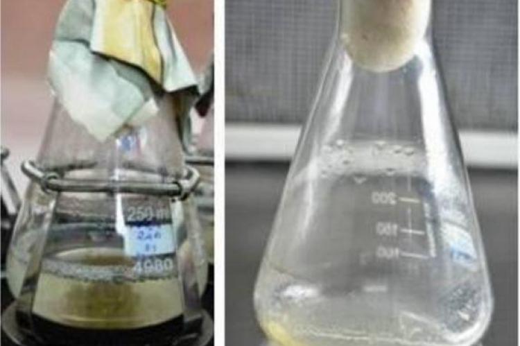 Cell suspension culture of Begonia malabarica