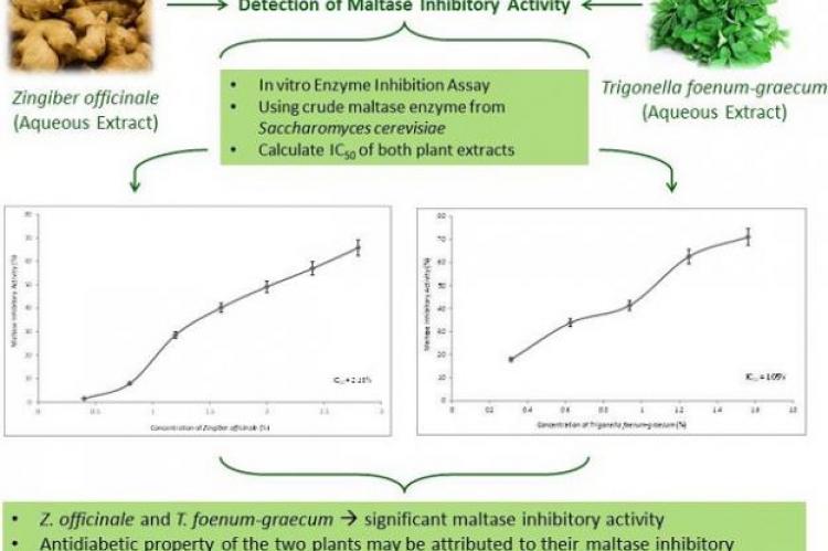 Graphical Abstract