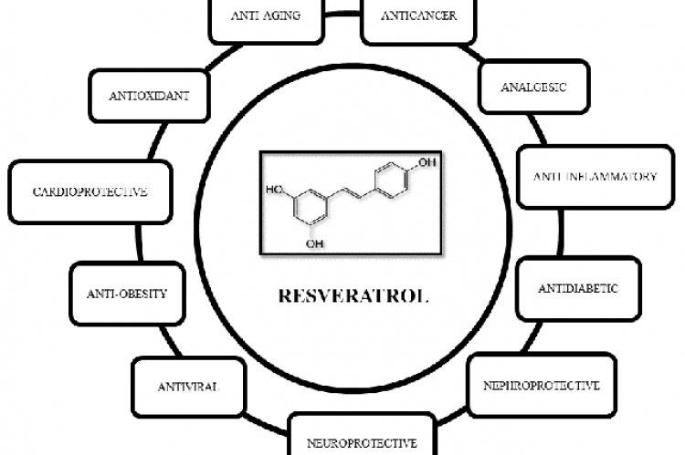Biological activities and therapeutic potentials of resveratrol