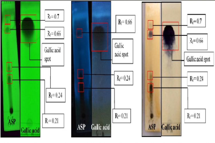 TLC profiles of ASP crude extract and reference (standard) gallic acid with the mobile system of ethyl acetate: methanol: acetonitrile (8:1:1) with one drop of formic acid with detection using A) UV short wave ( 254 nm), B) UV long wave (365 nm) and C) FeCl3 reagent