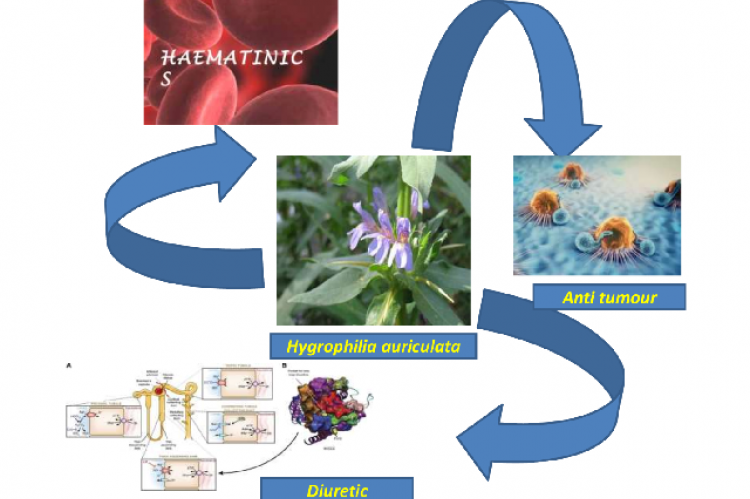 Graphical Abstract