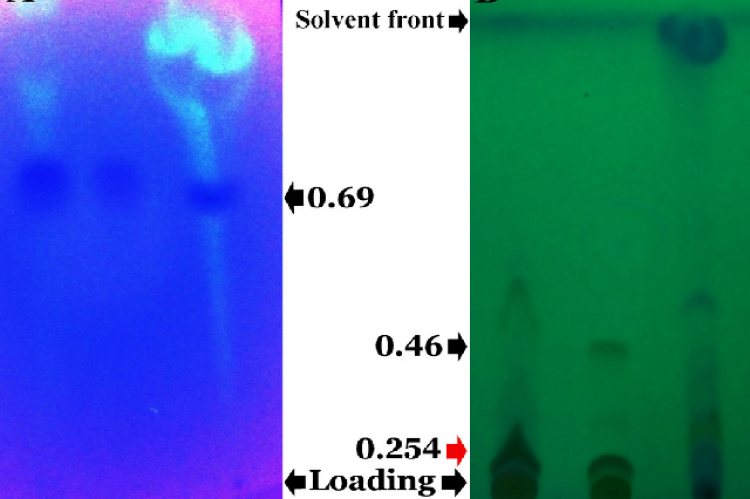 Comparative TLC analysis of the MP-DCMf. (A) Phenols and (B) Flavonoids