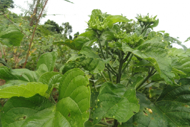 Clerodendrum colebrookianium Walp